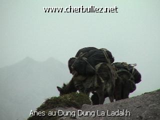 légende: Anes au Dung Dung La Ladakh
qualityCode=raw
sizeCode=half

Données de l'image originale:
Taille originale: 148254 bytes
Temps d'exposition: 1/100 s
Diaph: f/400/100
Heure de prise de vue: 2002:06:17 08:29:57
Flash: non
Focale: 420/10 mm
